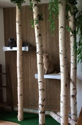 Katzenkratzbäume aus Birkenstämmen