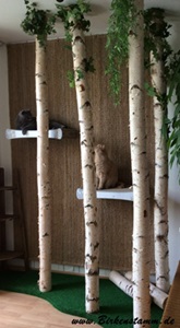 Katzenkratzbäume aus Birkenstämmen